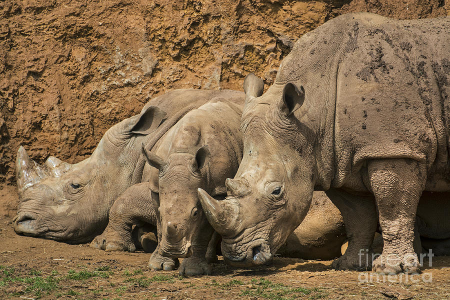 White rhino 3 Photograph by Arterra Picture Library