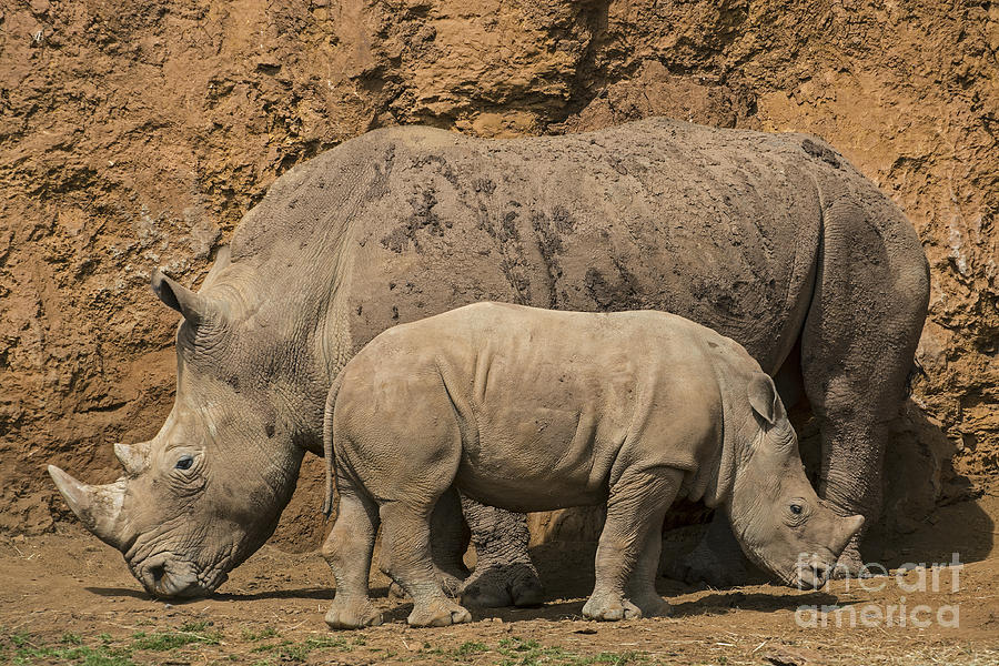 White rhino 4 Photograph by Arterra Picture Library