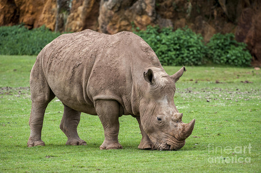 White rhino 5 Photograph by Arterra Picture Library