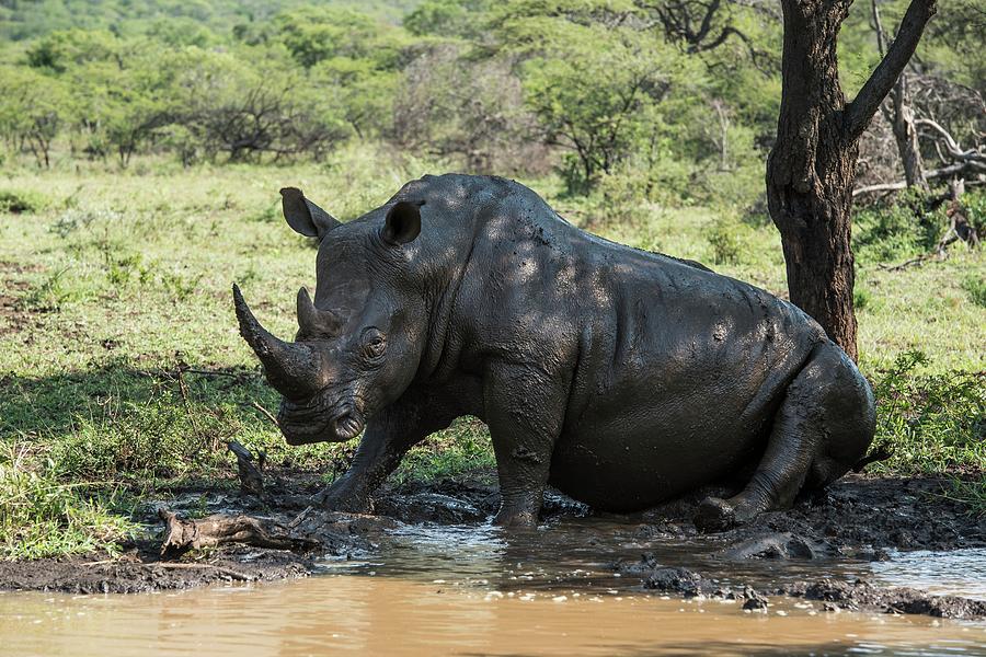 White Rhino Bull Wallowing Photograph by Peter Chadwick/science Photo Library