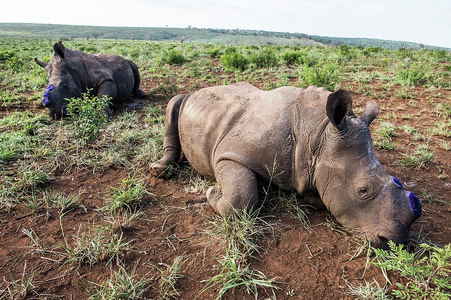 White Rhino Capture And Dehorning To Prevent Poaching Photograph By 