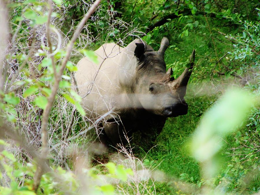 White Rhino Photograph by Charles Ray