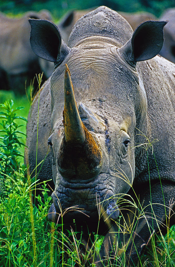 White Rhino Photograph by Dennis Cox