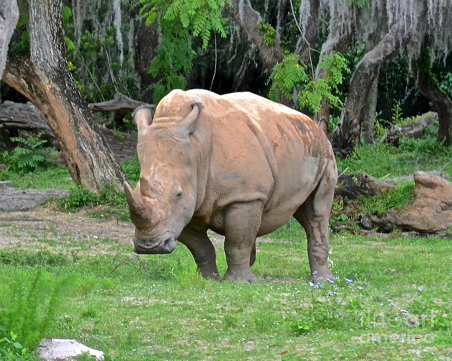 White Rhino Photograph by Carol  Bradley
