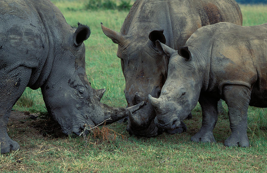 White Rhino Family Photograph by Nigel Dennis