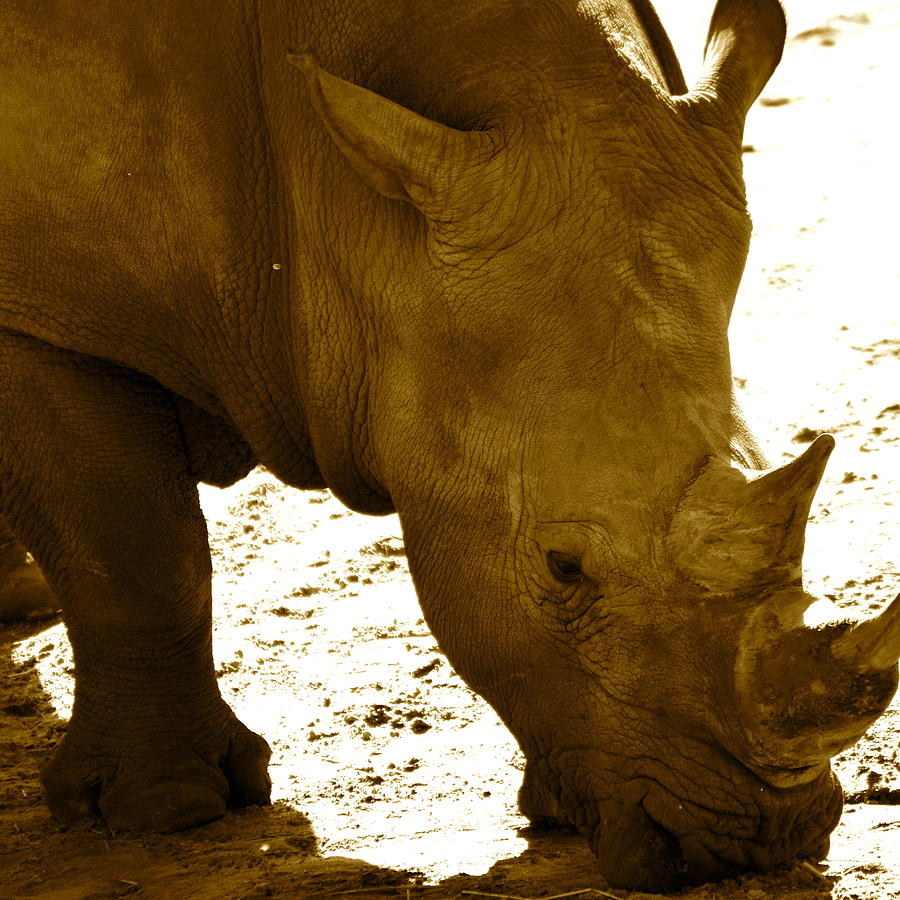 White rhino in sepia Photograph by AnnaJo Vahle