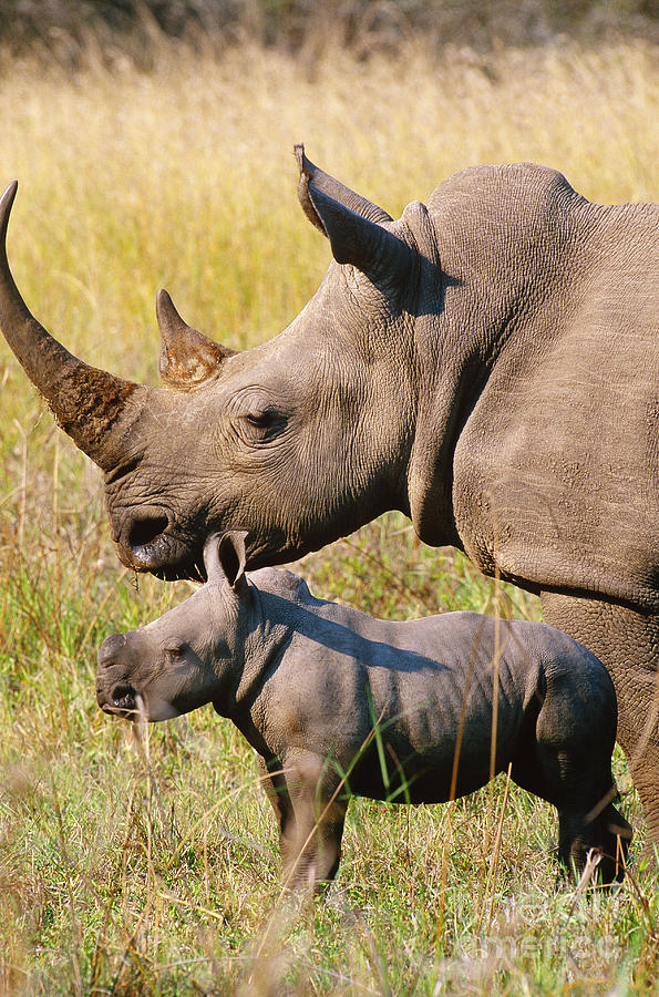 White Rhino Mother And Young Photograph by Art Wolfe
