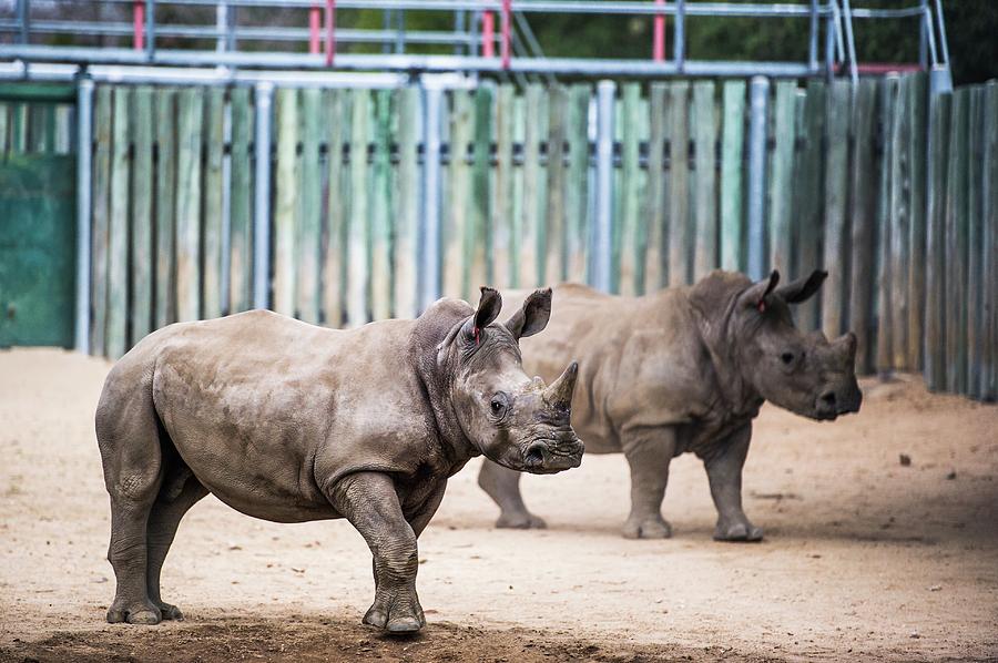White Rhino Orphans In Rehabilitation Centre Photograph by Peter Chadwick/science Photo Library