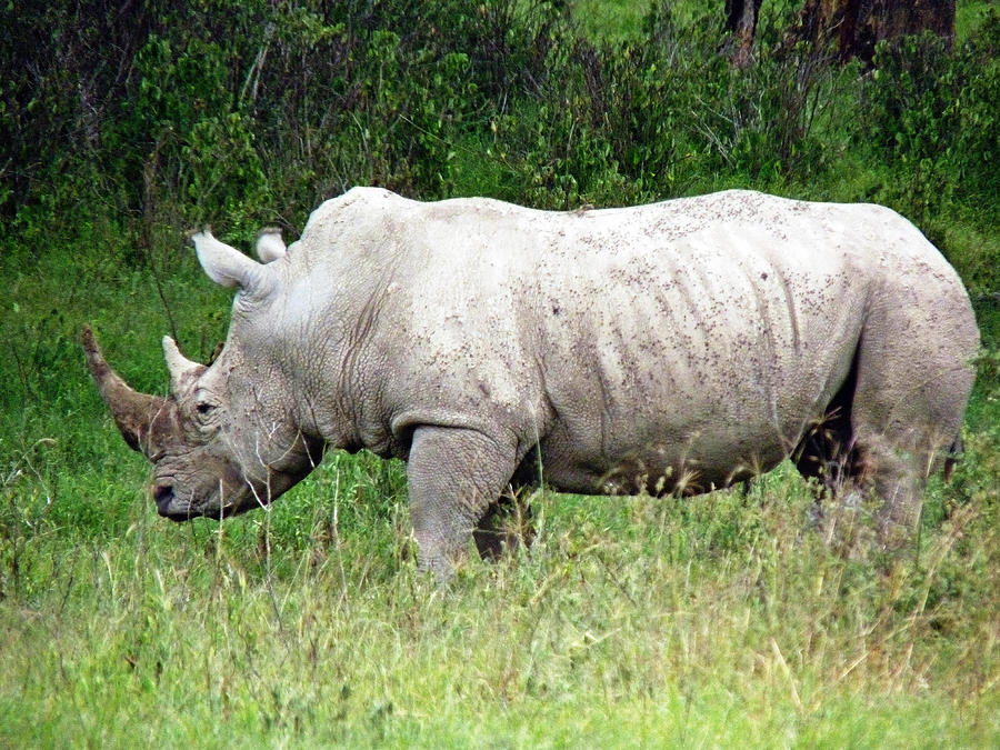 White Rhino Photograph by Tony Murtagh