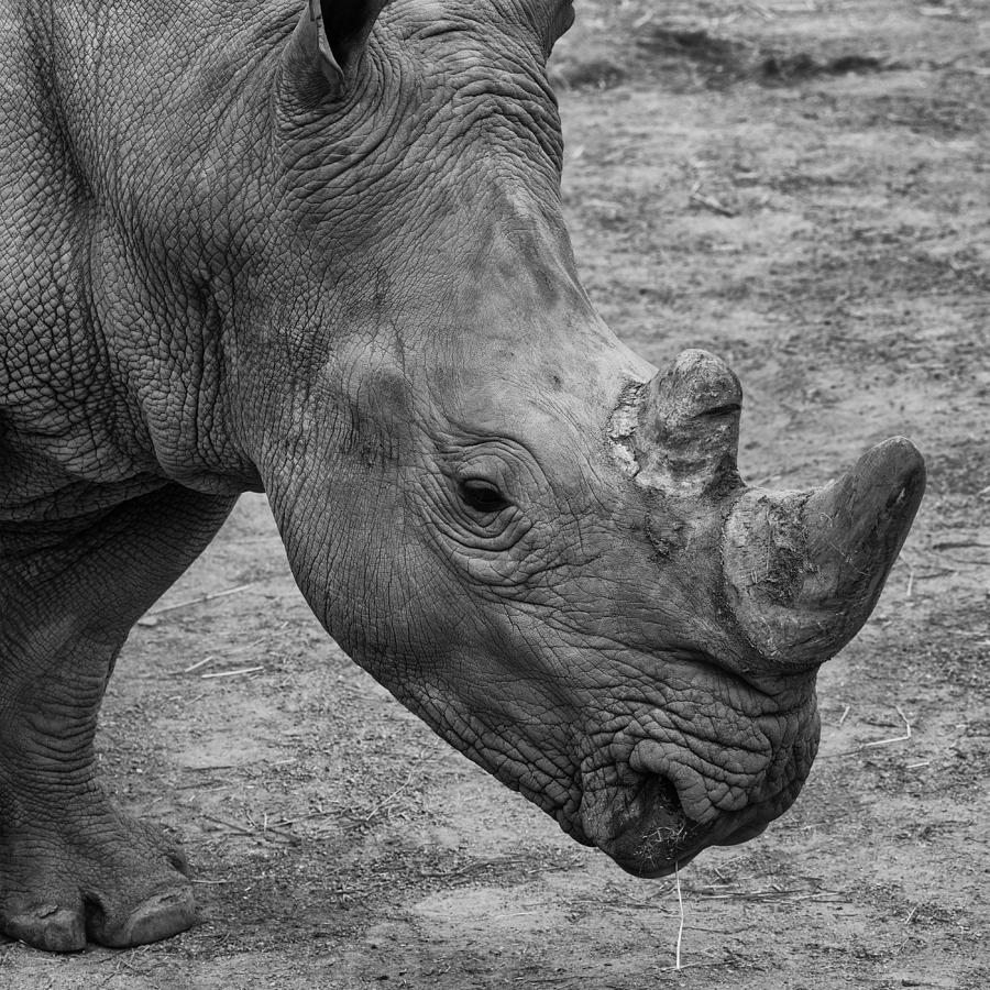 White Rhino Photograph