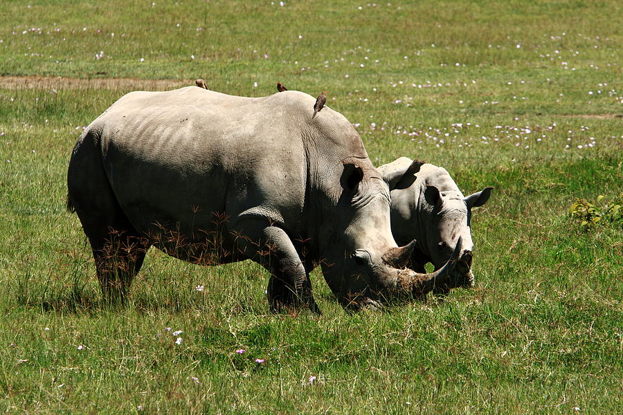 White Rhinoceros Photograph by Aidan Moran