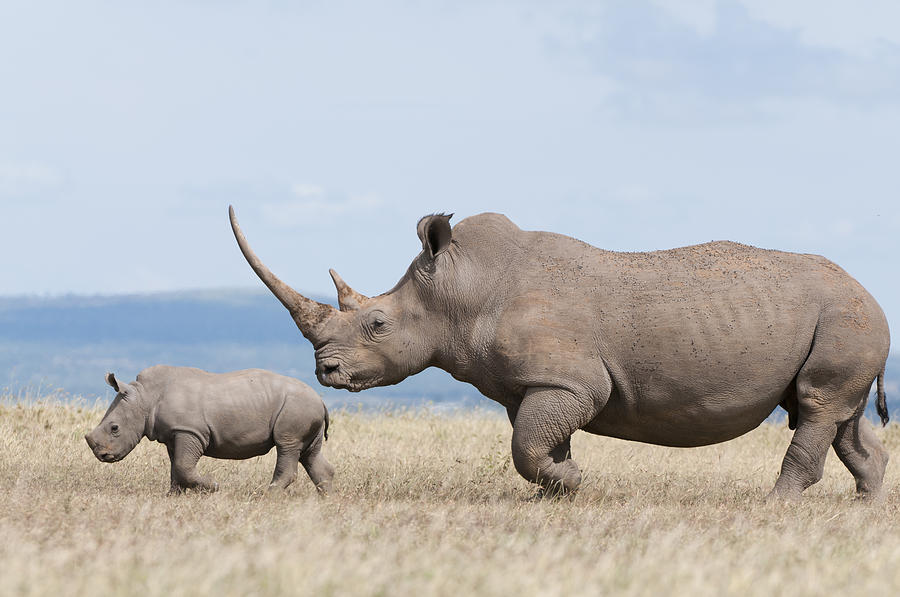 White Rhinoceros And Calf  Kenya Photograph by Tui De Roy