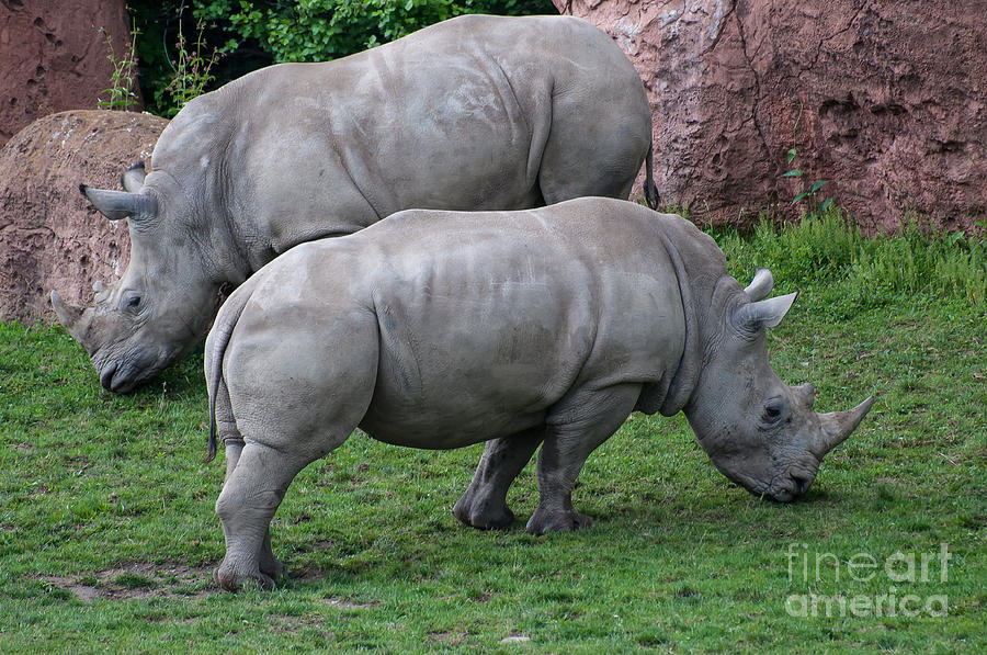 White Rhinoceros Photograph by Bianca Nadeau