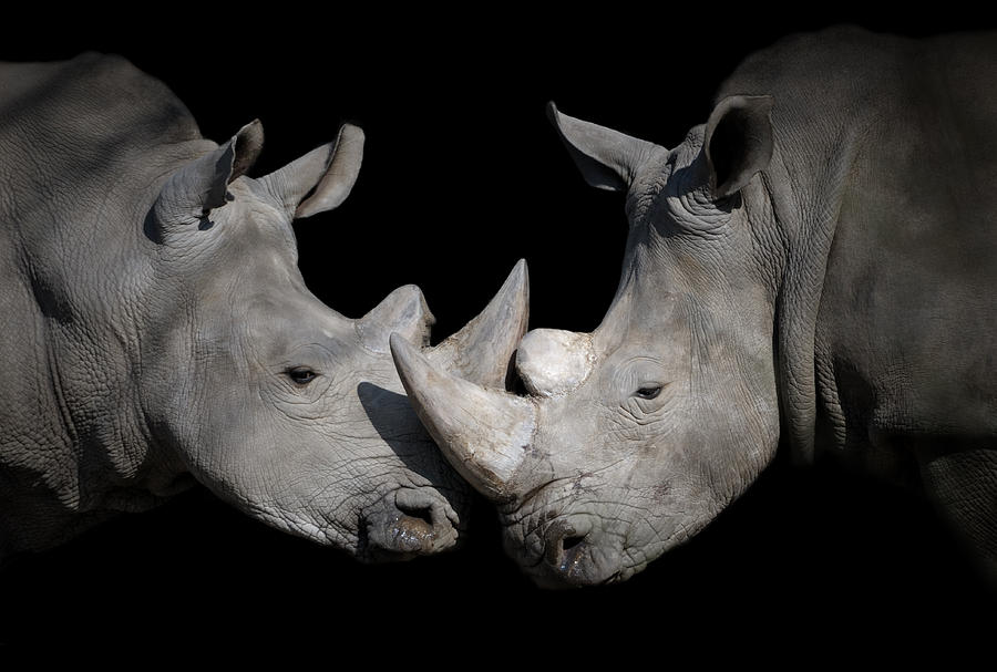 White Rhinoceros Encounter Photograph by Freder