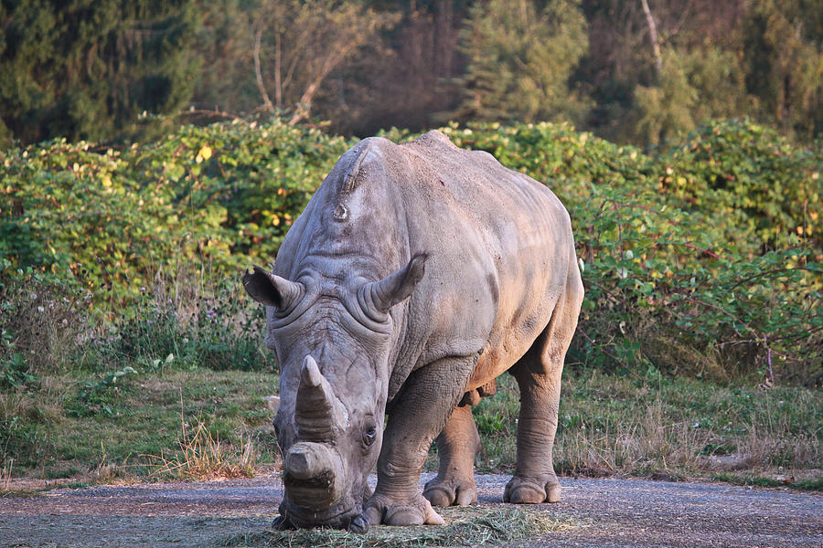 White rhinoceros  Photograph by Eti Reid