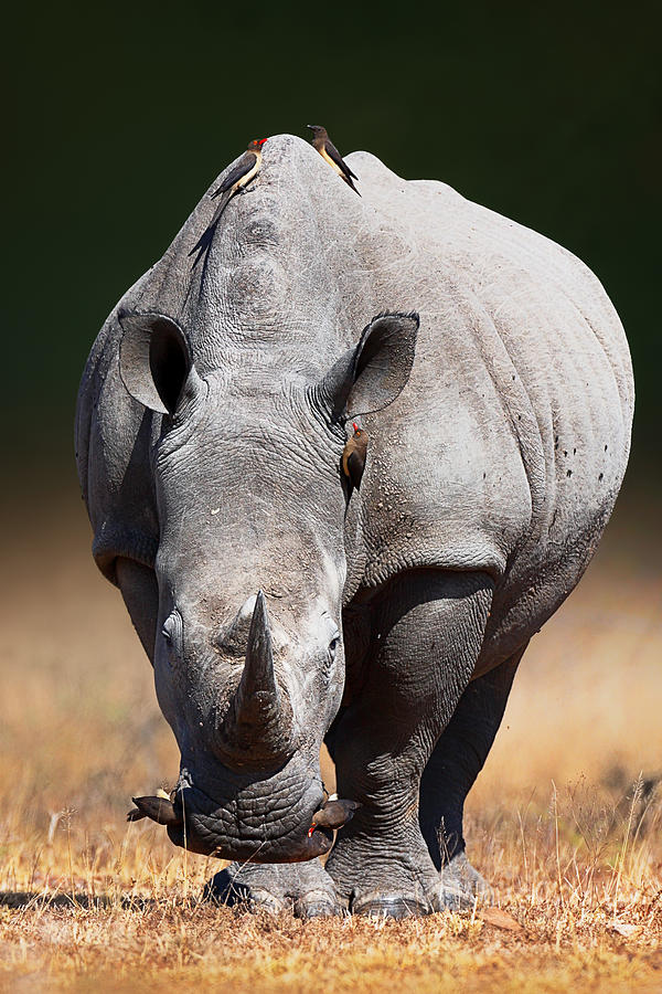 Bird Photograph - White Rhinoceros  front view by Johan Swanepoel