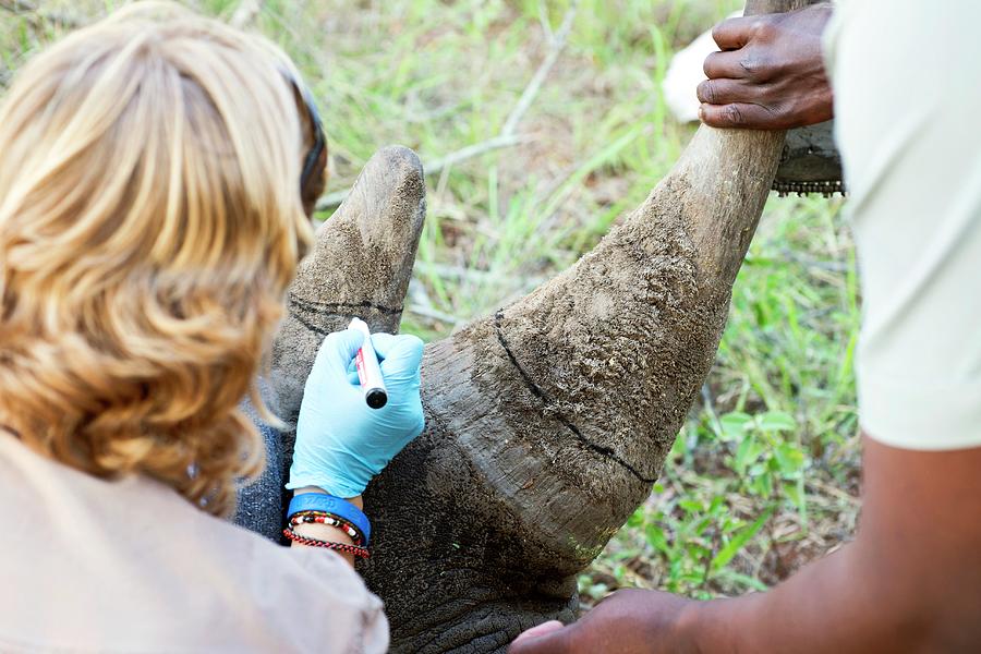 White Rhinoceros Horn Removal Photograph by Louise Murray/science Photo Library