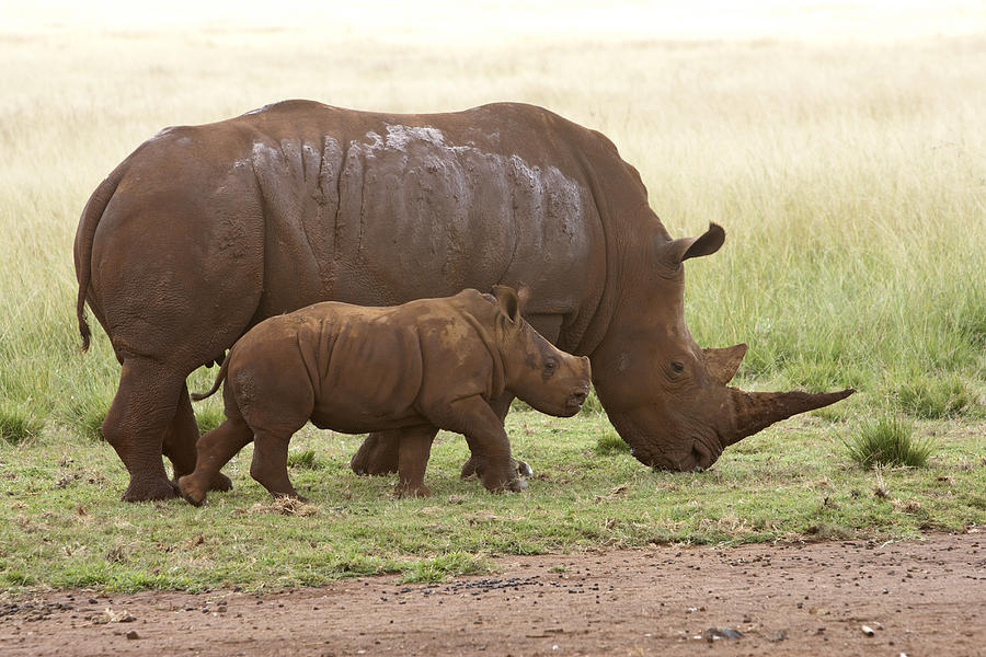 White Rhinoceros Mother and Calf Photograph by Matthias Breiter