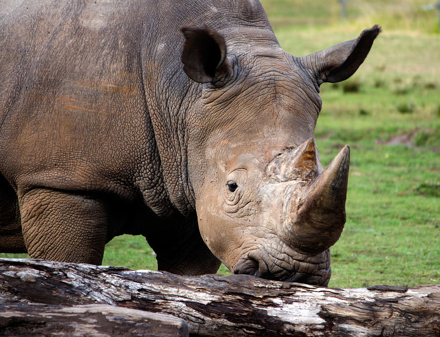 White Rhinoceros Photograph by Nicholas Blackwell