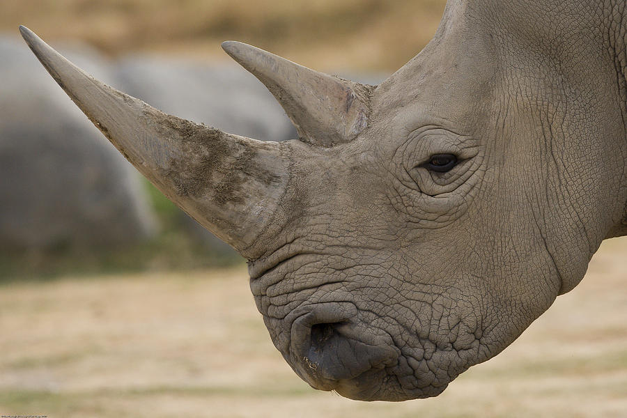 White Rhinoceros Portrait Photograph by San Diego Zoo