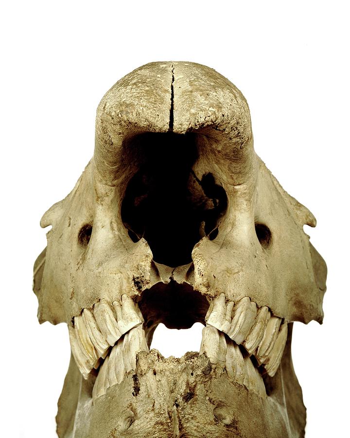 White Rhinoceros Skull Photograph by Ucl, Grant Museum Of Zoology