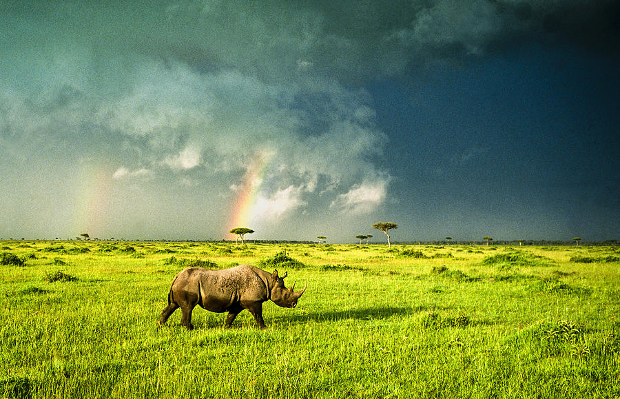White Rhinoceros with Rainbows Photograph by Tina Manley