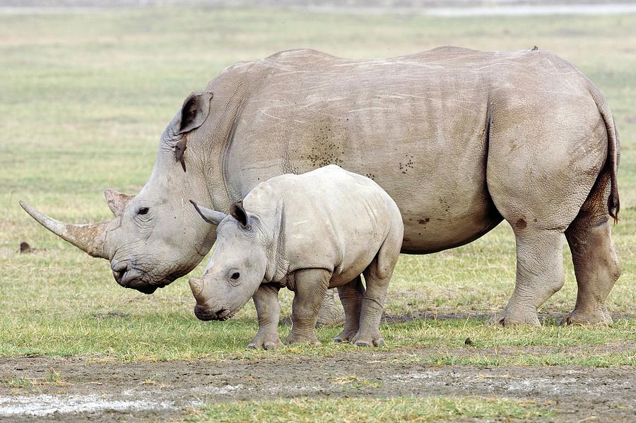 White Rhinoceroses Photograph by John Devries/science Photo Library ...