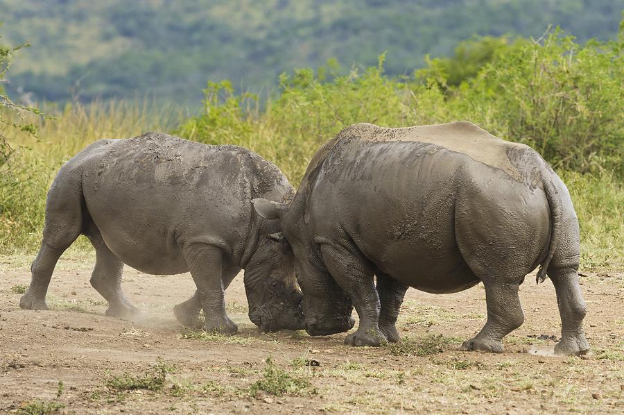 White rhinos fighting by Science Photo Library