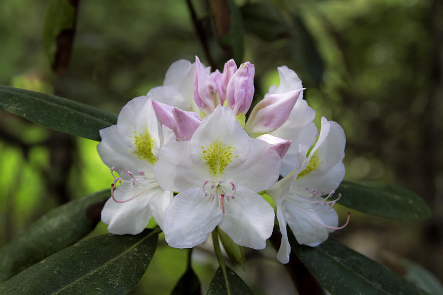 White rhododendren Photograph by David Freuthal