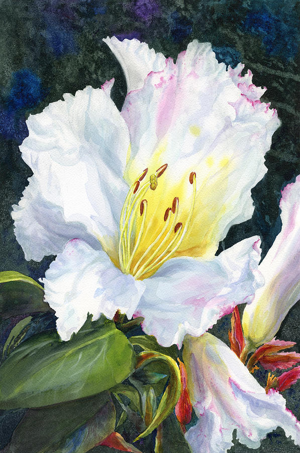 Flower Painting - White Rhododendrom by Karen Wright