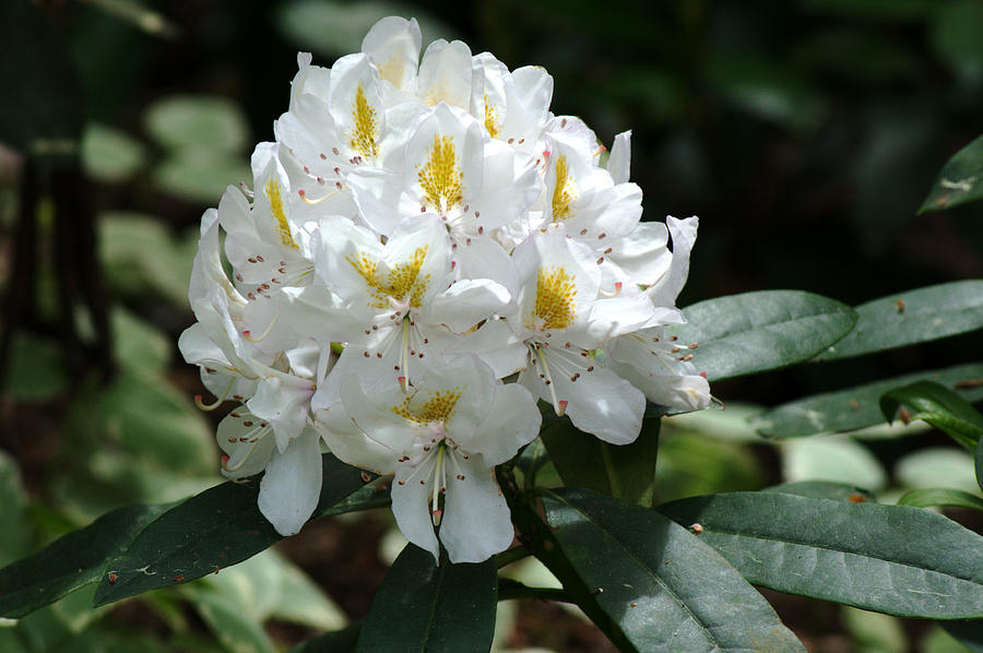 White Rhododendron Photograph by Chris Day
