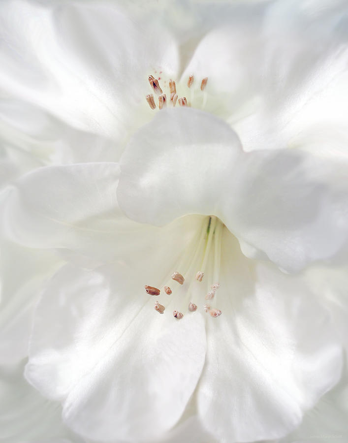 White Rhododendron Flowers Photograph by Jennie Marie Schell
