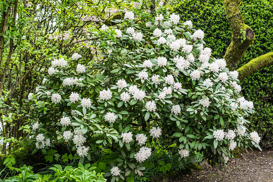 White Rhododendron In Spring Photograph by Priya Ghose