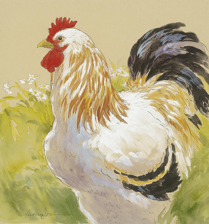 Chicken Painting - White Rooster by Tracie Thompson