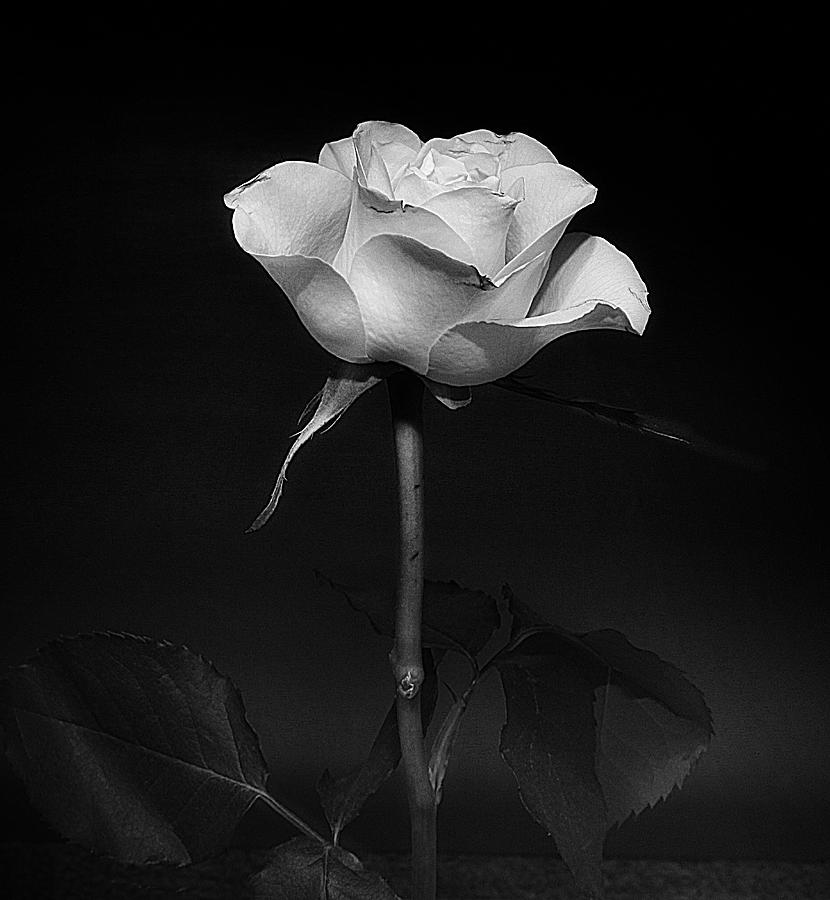 White Rose #02 Photograph by Richard Wiggins
