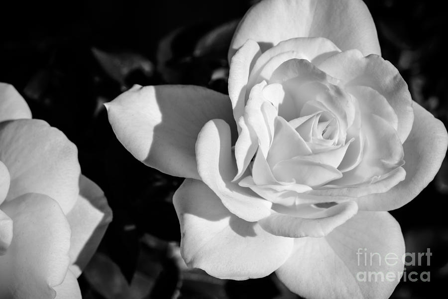 Flower Photograph - White Rose 1 In BW by Brian Luke