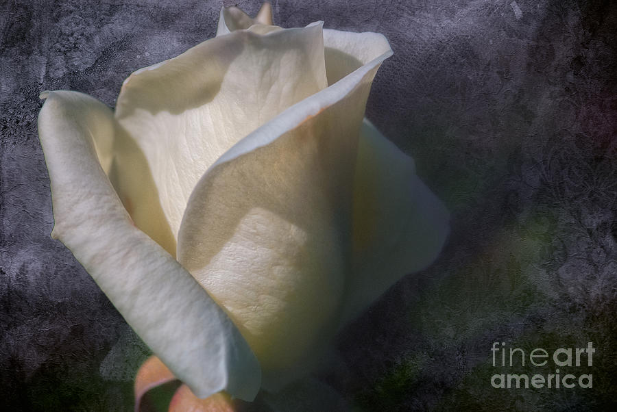 White Rose 1 Textured Photograph by Al Andersen