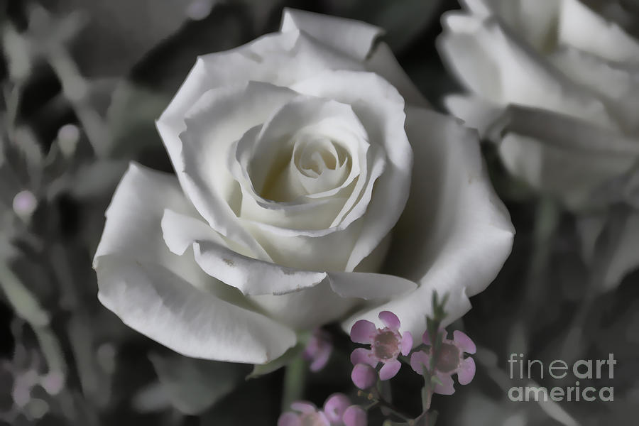 White Rose 1960b Photograph by Jack Schultz