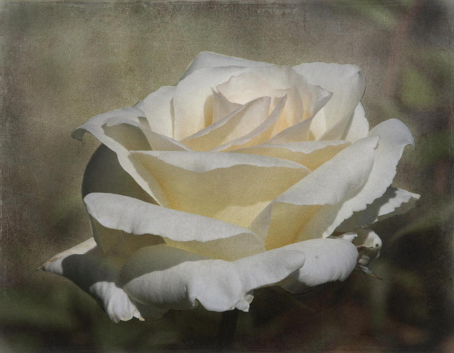 White Rose 2 Photograph by Angie Vogel