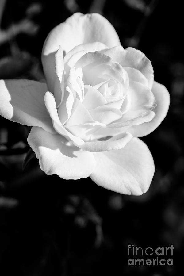 Flower Photograph - White Rose 2 In BW by Brian Luke
