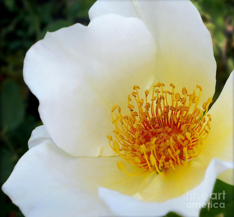 Nature Photograph - White Rose 2 by Kaye Menner
