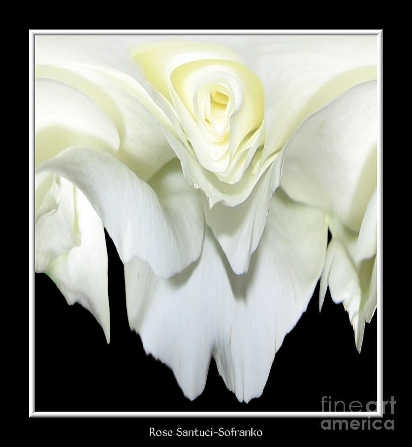 White Rose Abstract Photograph by Rose Santuci-Sofranko