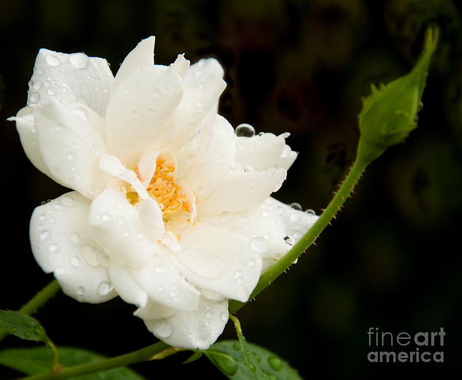 White Rose After Rain Photograph by Sari ONeal