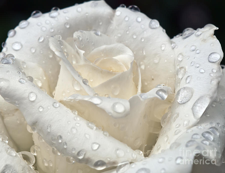 White Rose After The Rain Photograph by Eddie Yerkish
