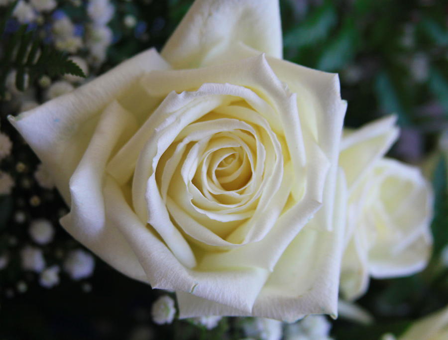 Rose Photograph - White Rose And Babys Breath by Cathy Lindsey