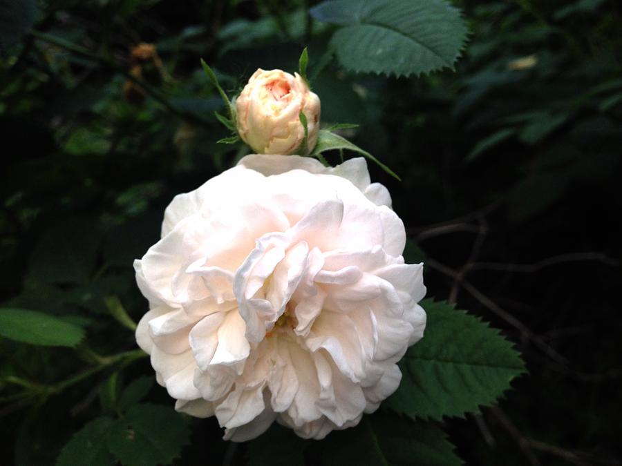 White Rose and Bud Photograph by Felix Zapata