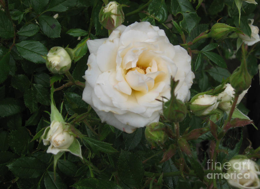 White Rose and Buds Photograph by Ellen Miffitt