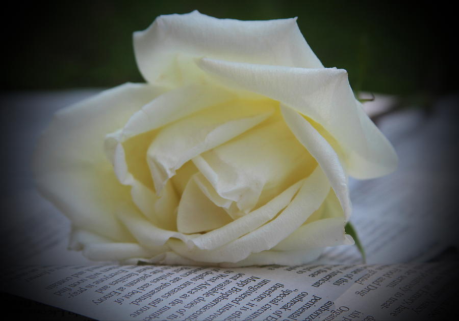 Rose Photograph - White Rose And Newspaper by Cathy Lindsey