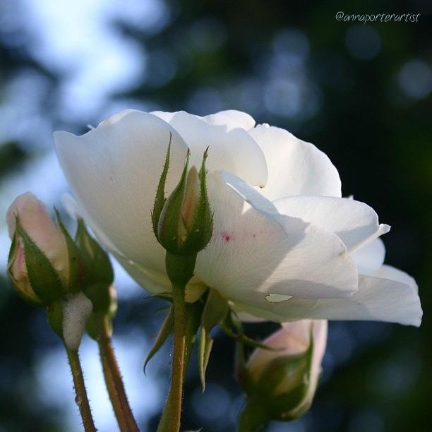 Flower Photograph - White Rose and Rosebuds in Annas Gardens by Anna Porter