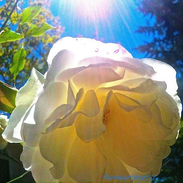 Summer Photograph - White Rose And Sunshine by Anna Porter